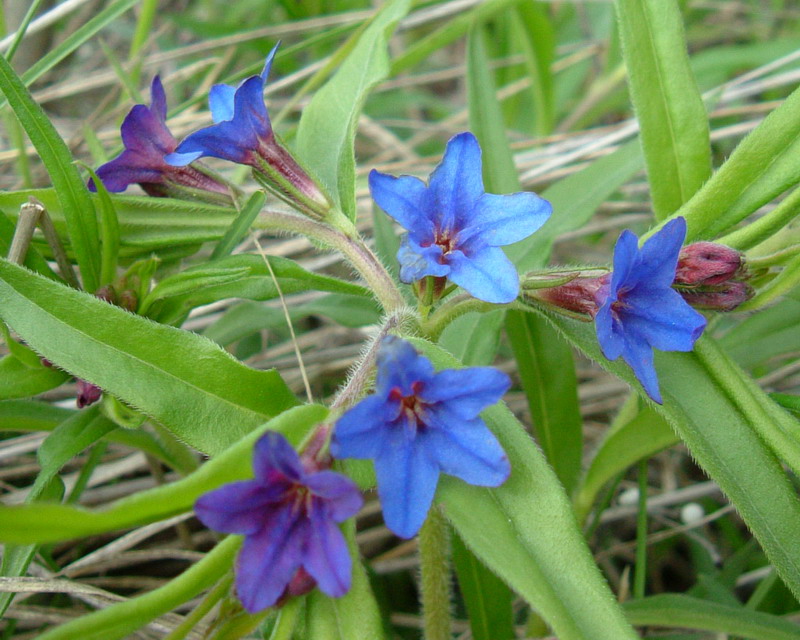 Aegonychon purpurocaeruleum (=Buglossoides purpurocaerulea) / Erba perla azzurra
